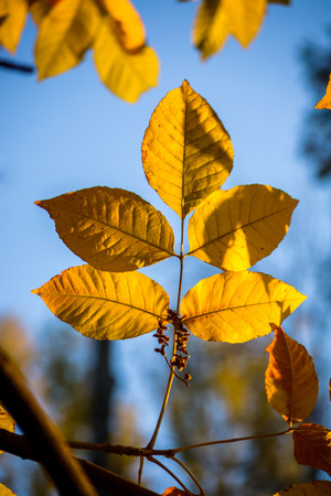 dry leaf hangs on a tree.の写真素材