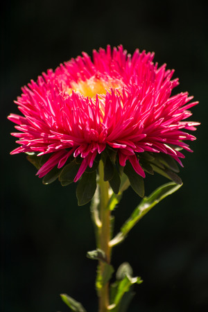 Aster flower on a black background.の写真素材