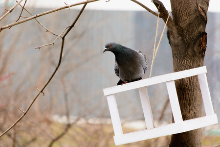 pigeon sitting on the roof of the trough.の写真素材