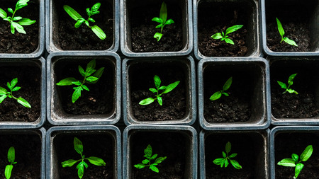 seedling tomato in small pots which stand in a row, view from above.