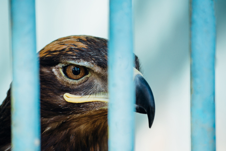 large portrait of a hawk who sits in a cage.の写真素材