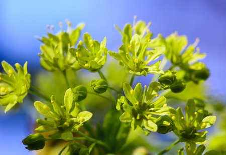 spring flowers bloom on the trees on a sunny day.の写真素材
