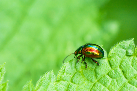 beautiful insect crawling on the green leaf