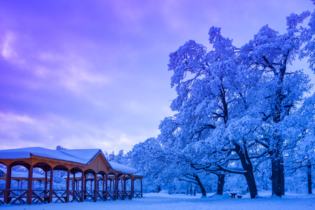 beautiful hoarfrost on the trees at dawnの写真素材