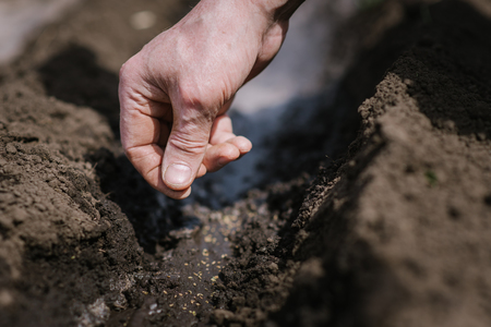 Old grandfather planting seeds in the groundの写真素材