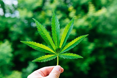 Hemp leaf in hand on a sunny dayの写真素材