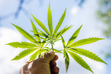 Hemp leaf in hand on a sunny dayの写真素材