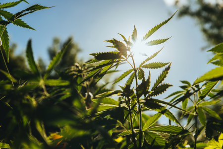 Fresh agricultural hemp grows in the countrysideの写真素材