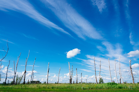 Landscape in russia which depicts broken trees as a result of a great hurricaneの写真素材