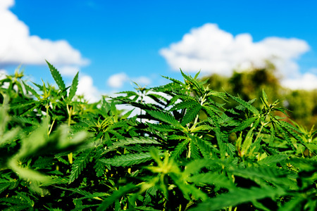 Fresh agricultural hemp grows in the countrysideの写真素材