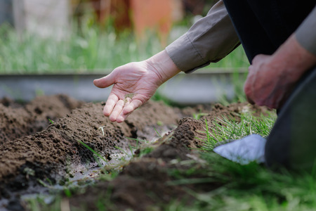 Old grandfather planting seeds in the groundの写真素材