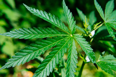 Fresh agricultural hemp grows in the countrysideの写真素材