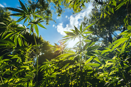 Fresh agricultural hemp grows in the countrysideの写真素材