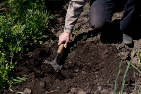 Old man digs the earth with a shovelの写真素材