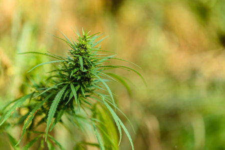 Fresh agricultural hemp grows in the countrysideの写真素材