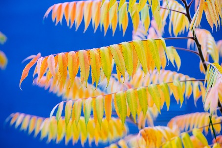 branch with yellow leaves on tree in autumnの写真素材