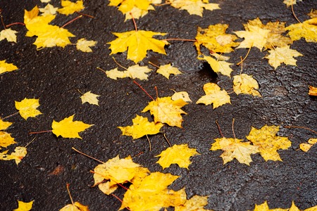 yellow leaves in the Park on the pavement lieの写真素材