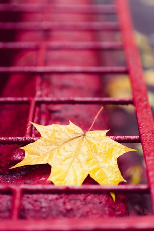 yellow maple leaf lies on a red backgroundの写真素材