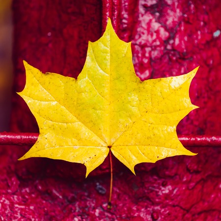 yellow maple leaf lies on a red backgroundの写真素材