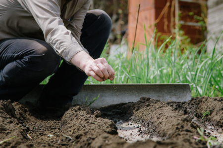 Old grandfather planting seeds in the groundの写真素材