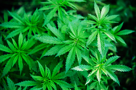 Fresh agricultural hemp grows in the countryside