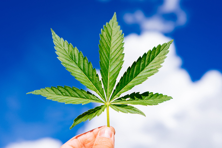 Hemp leaf in hand on a sunny dayの写真素材