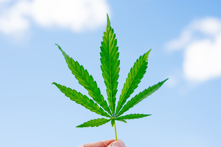 Hemp leaf in hand on a sunny dayの写真素材