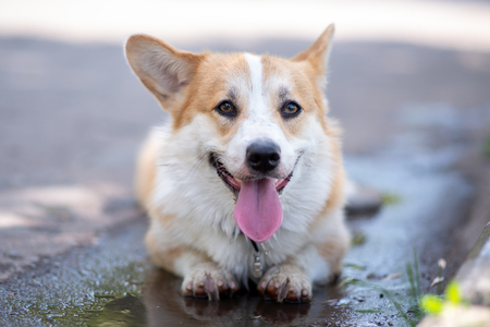 Corgi breed dog lies in a puddleの写真素材