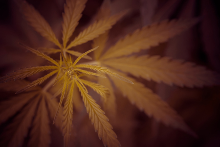 Fresh agricultural hemp grows in the countrysideの写真素材