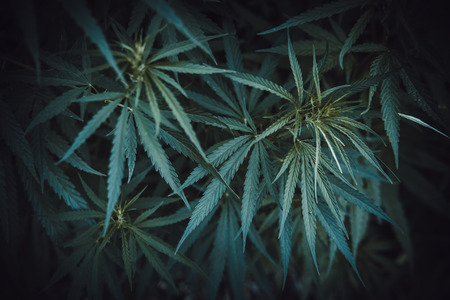 Fresh agricultural hemp grows in the countrysideの写真素材