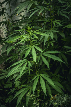 Fresh agricultural hemp grows in the countrysideの写真素材
