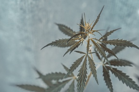 Fresh agricultural hemp grows in the countrysideの写真素材