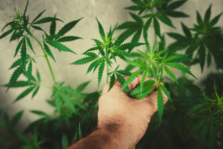 the guy touches a bush of wild hempの写真素材