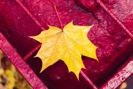 yellow maple leaf lies on a red background
