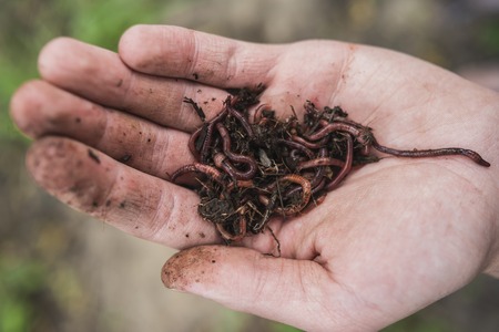 a lot of earthworms in the hand of a fishermanの写真素材