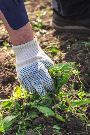 an old man in a glove snatches a weed in his gardenの写真素材