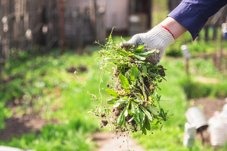 a man in gloves throws out a weed that was uprooted from his gardenの写真素材