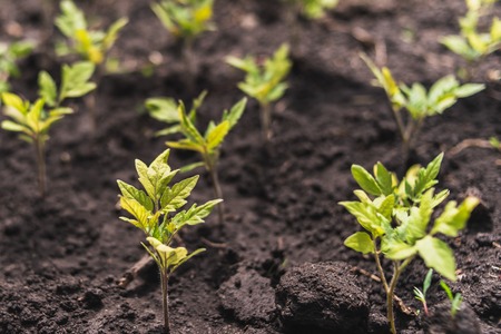 small shoots of tomatoes grow on the ground