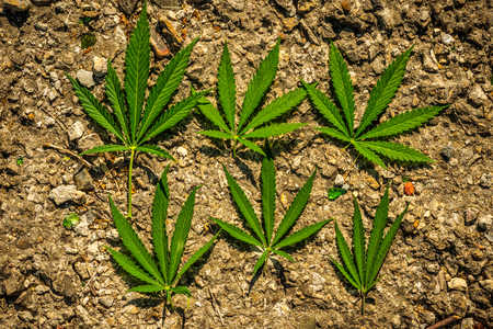 cannabis leaves lie on concrete and dry in the sunの写真素材