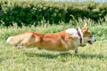 the dog of the Corgi breed rushes for all the power on the lawnの写真素材