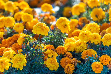 Chernobrivtsy flowers grow in a bed in the summerの写真素材