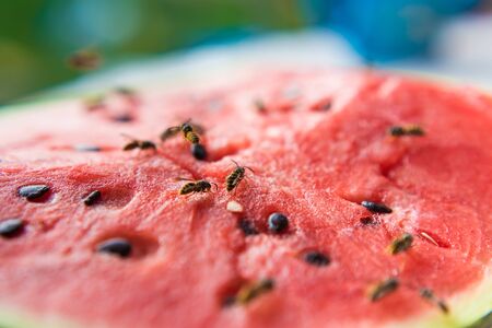 wasps sat on a fresh and juicy watermelon and began to eat it