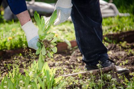 an old man in a glove snatches a weed in his garden