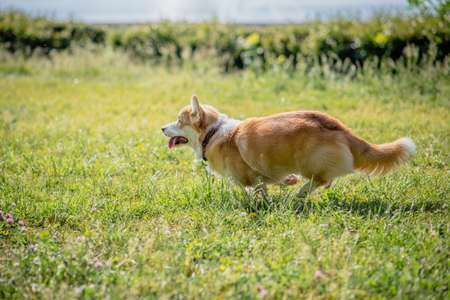 dog breeds corgi runs off for a walk during the dayの写真素材