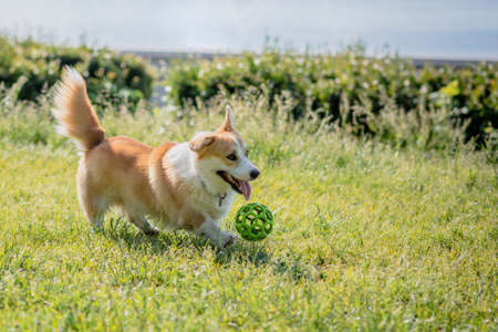 dog breeds corgi walking on the lawn during the dayの写真素材