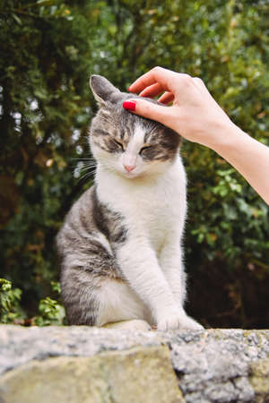 Woman stroking a beautiful cat on the streetの写真素材