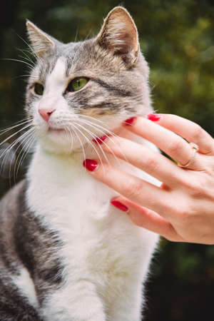 Woman stroking a beautiful cat on the streetの写真素材