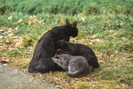 Kittens suck milk from the mother of the catの写真素材