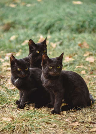 Three angry kittens look at something with wild eyesの写真素材