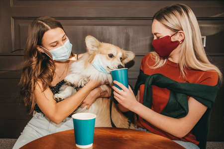 Two beautiful women with masks spend time with a corgi dog in coffee and tea. Protection against coronavirus Covid-19 during the pandemicの写真素材